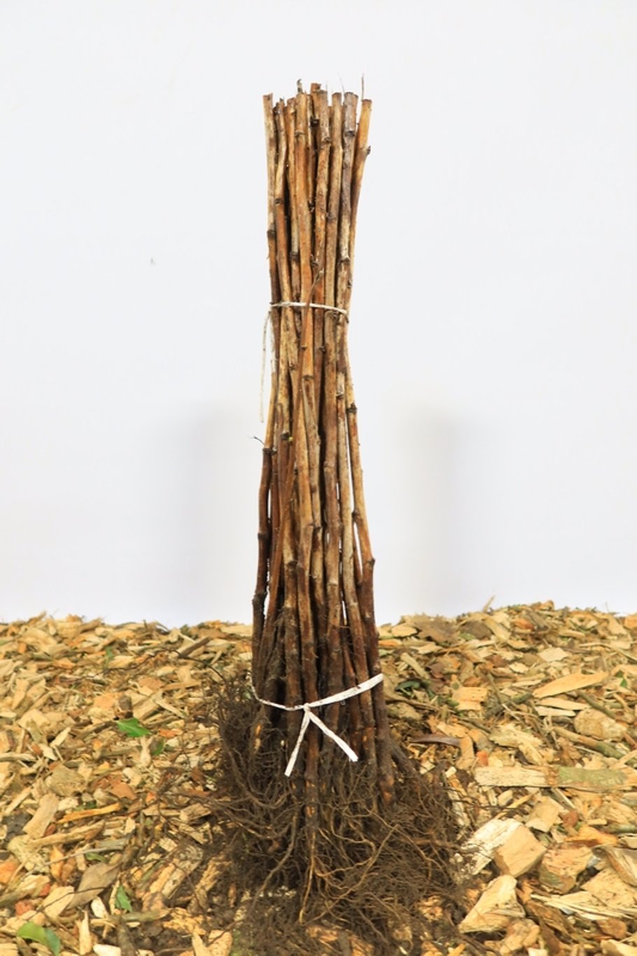 Rubus idaeus - 40-60 CM bare root 1/1